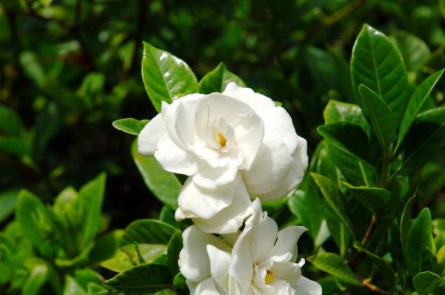 Gardenia-jasminoides