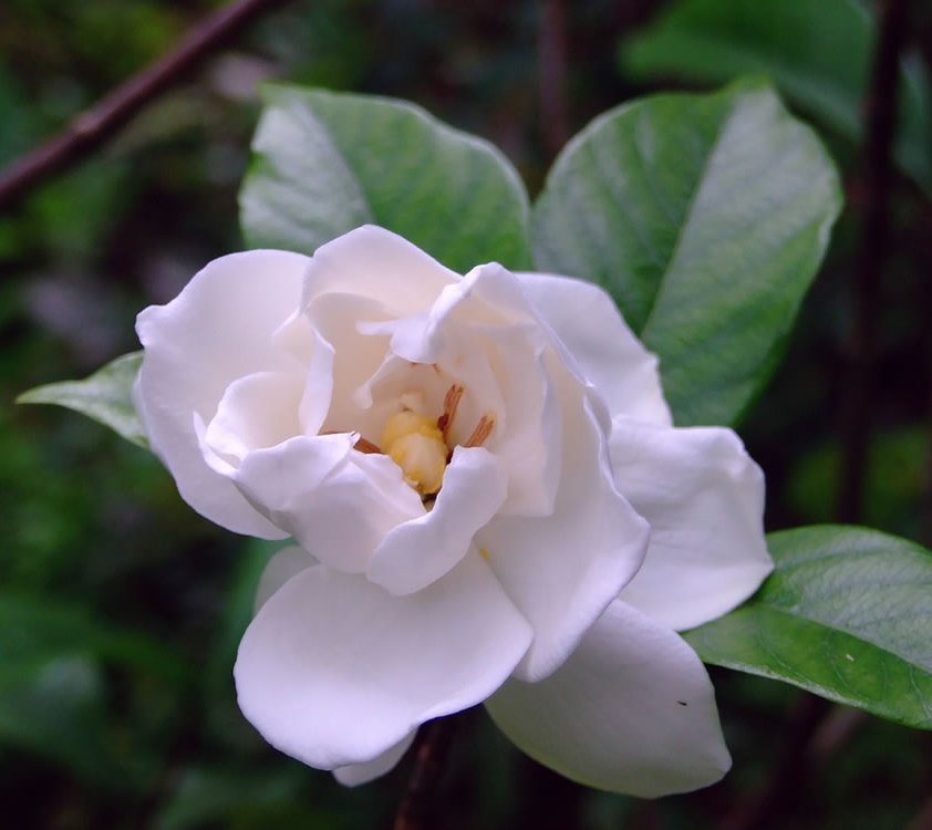 Gardenia-jasminoides