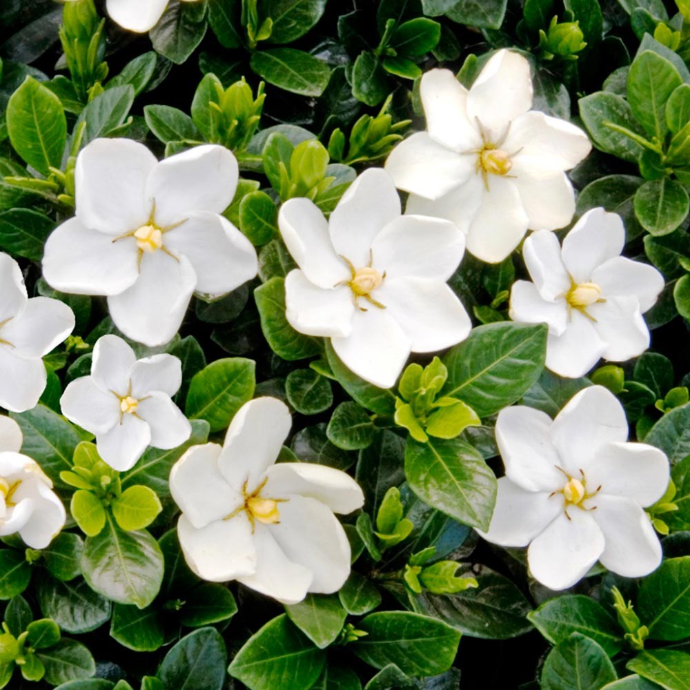 Gardenia jasminoides