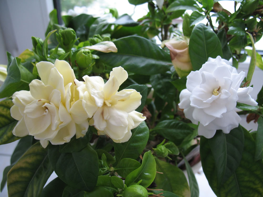 Gardenia-jasminoides