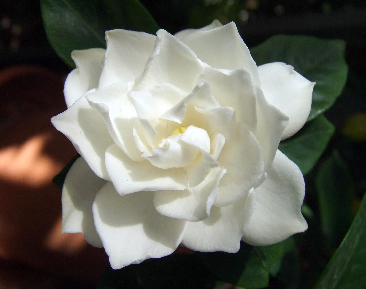 Gardenia jasminoides