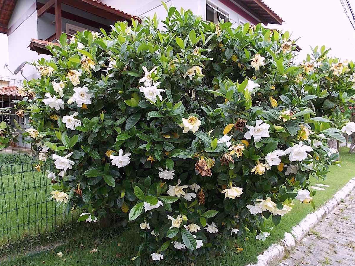 Gardenia-jasminoides