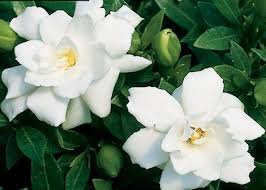 Gardenia jasminoides