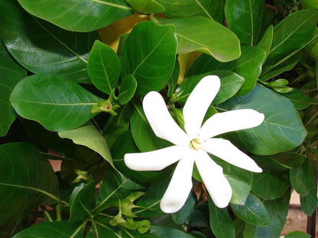 Gardenia.00