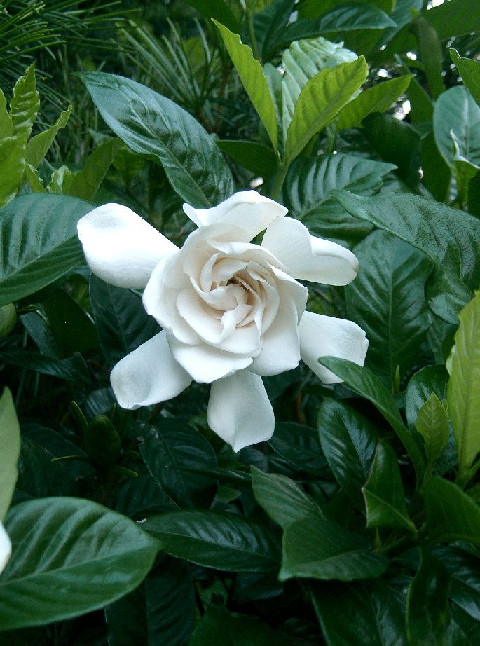 Gardenia_jasminoides_1