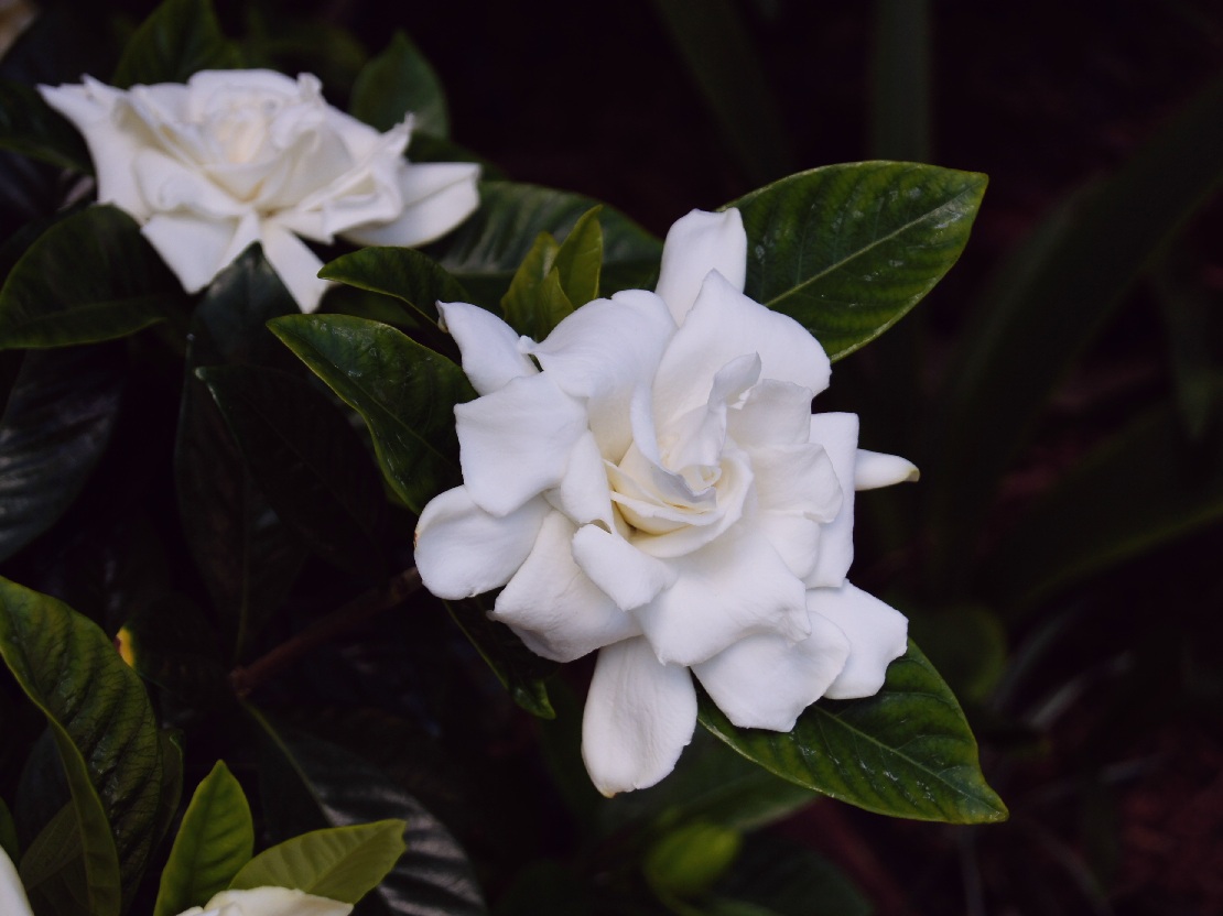 Gardenia_jasminoides__1