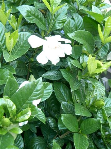 Gardenia_jasminoides_cv2