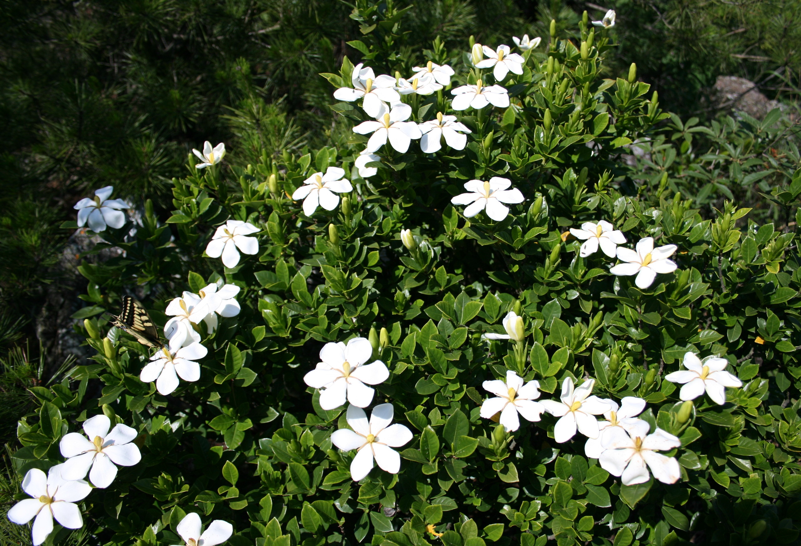 Gardenia_jasminoides_i-13