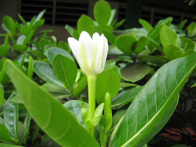 Gardenia_tahitensis.000