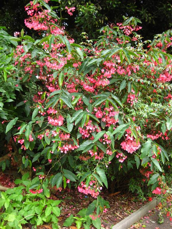 begonia coccinea