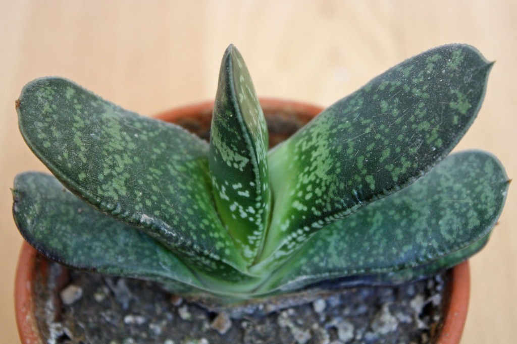 Gasteria disticha