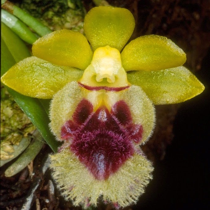 Gastrochilus retrocallus