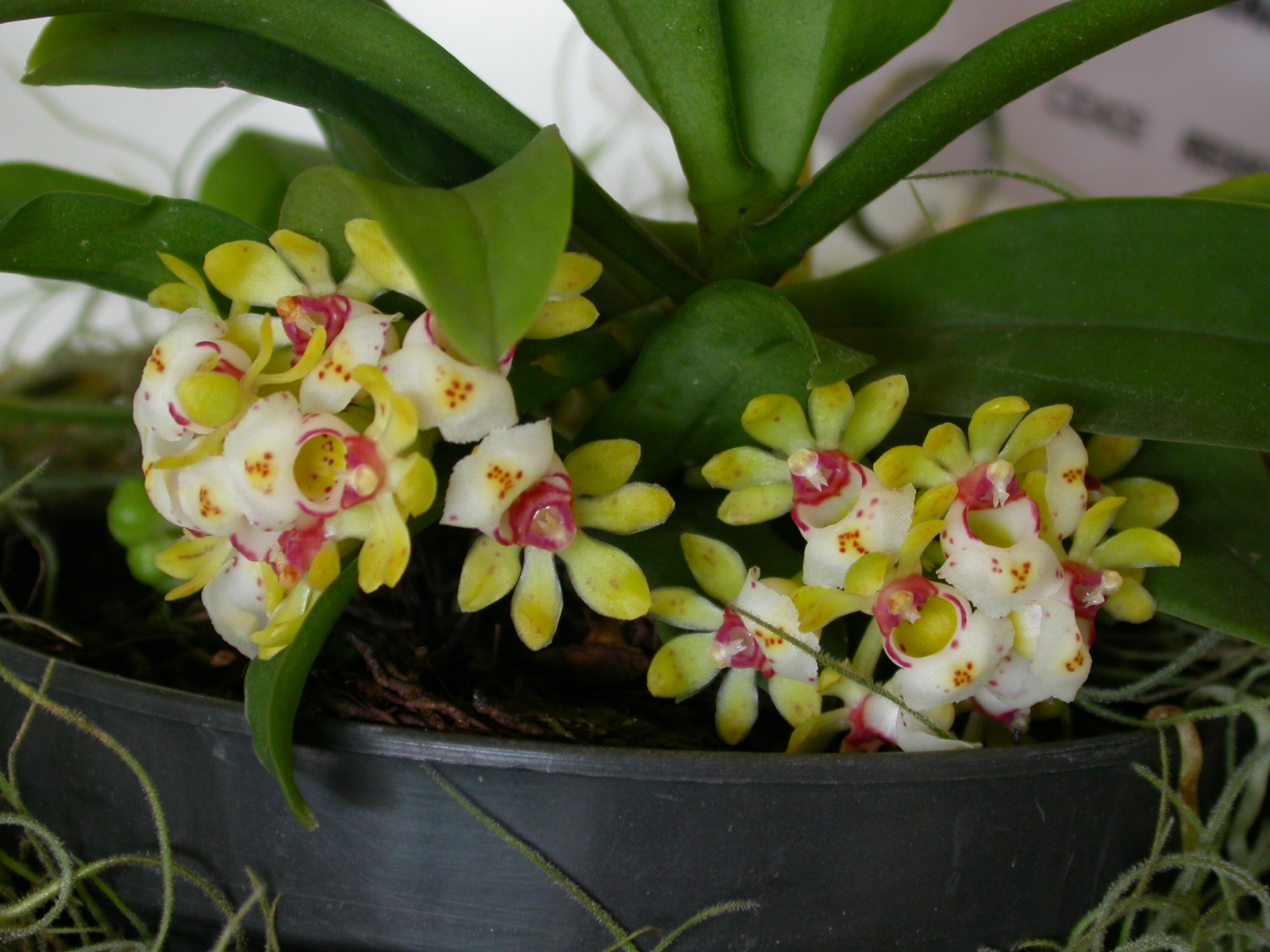 Gastrochilus_japonicus