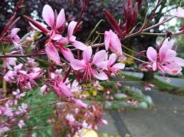 Gaura Lindheimeri