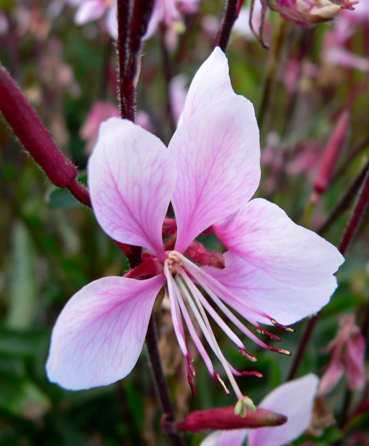 Gaura Lindheimeri1