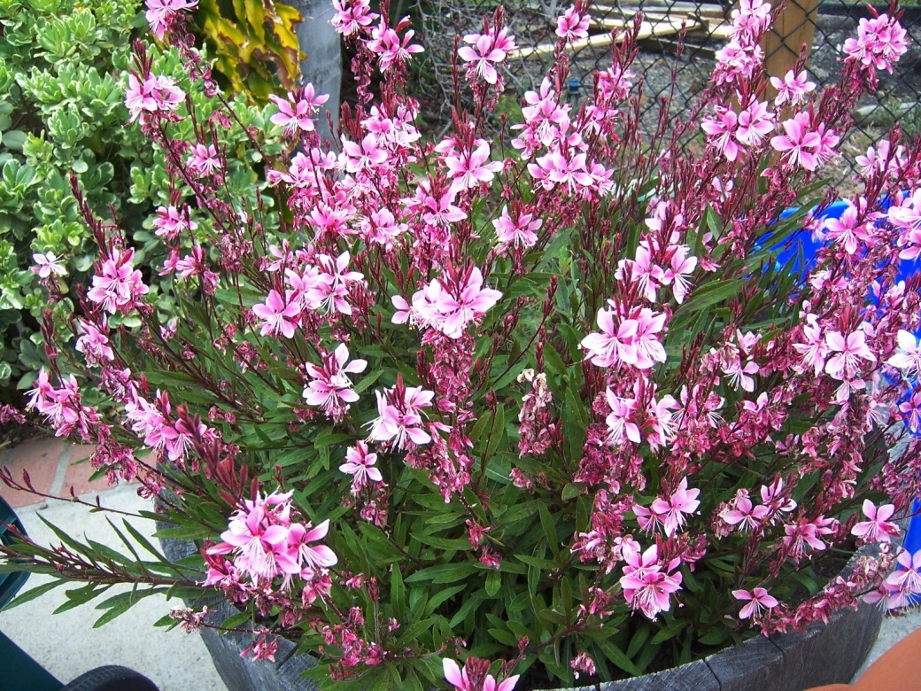 Gaura Lindheimeri