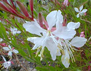 Gaura Whirling Butterflies