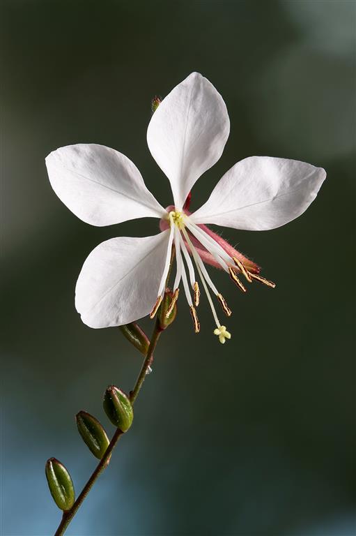 Gaura lindheimeri (Medium)