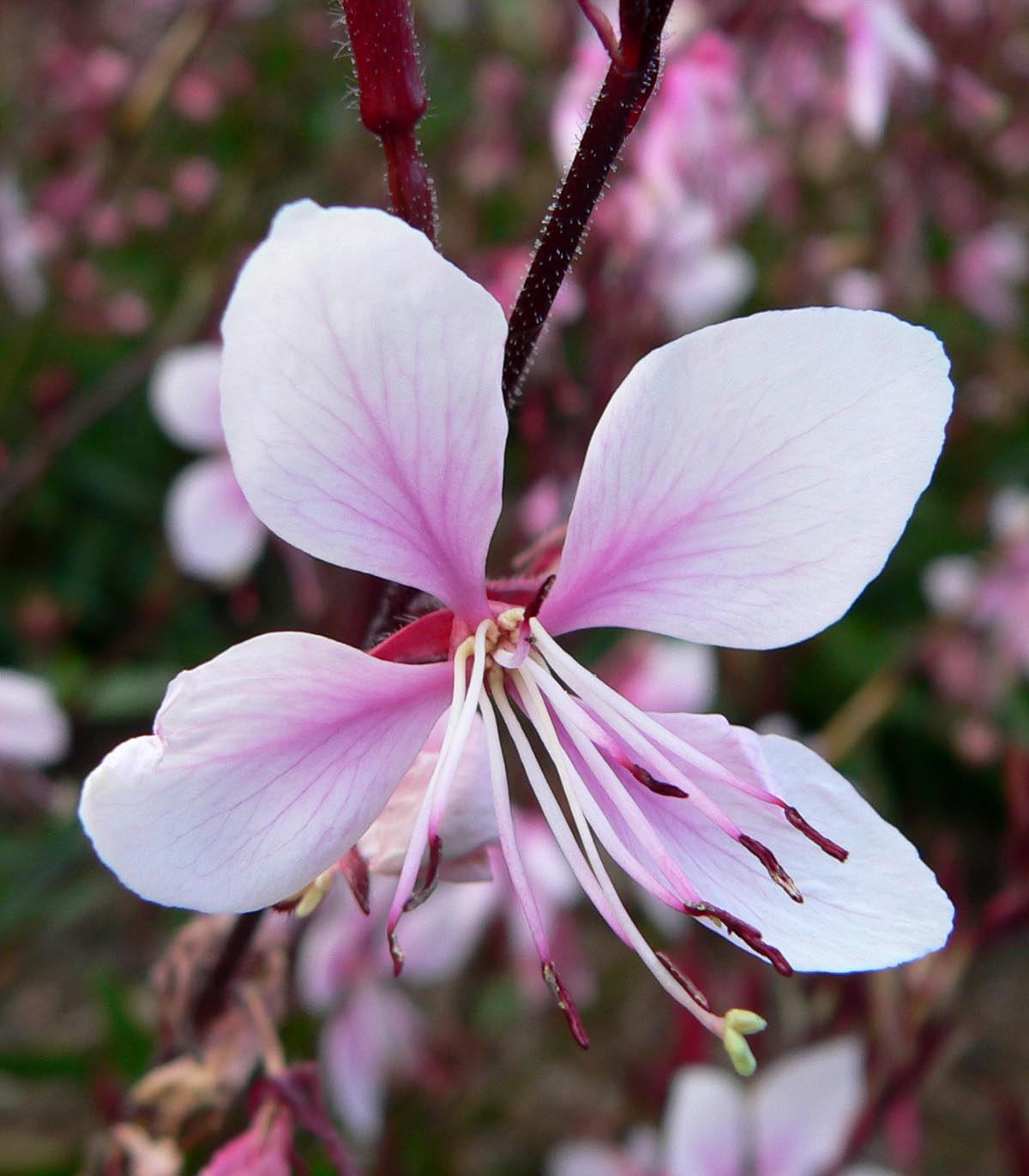 Gaura_lindheimeri_21