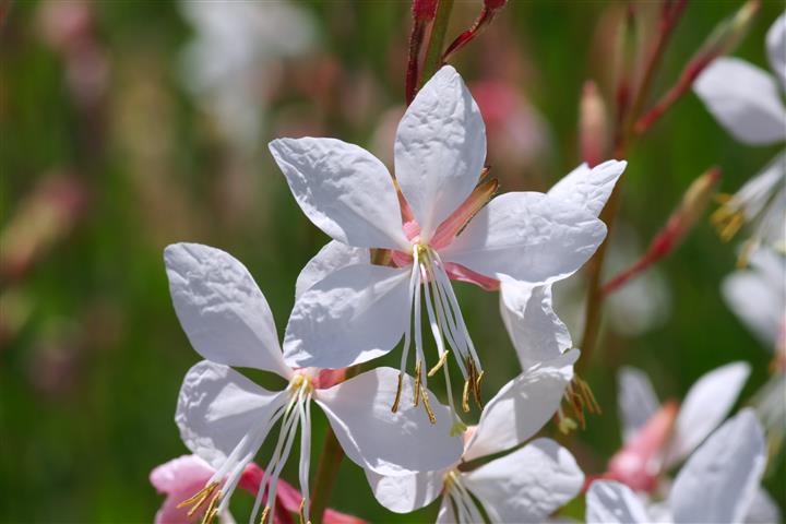 Gaura_lindheimeri_jg.2