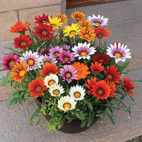 Gazania-1