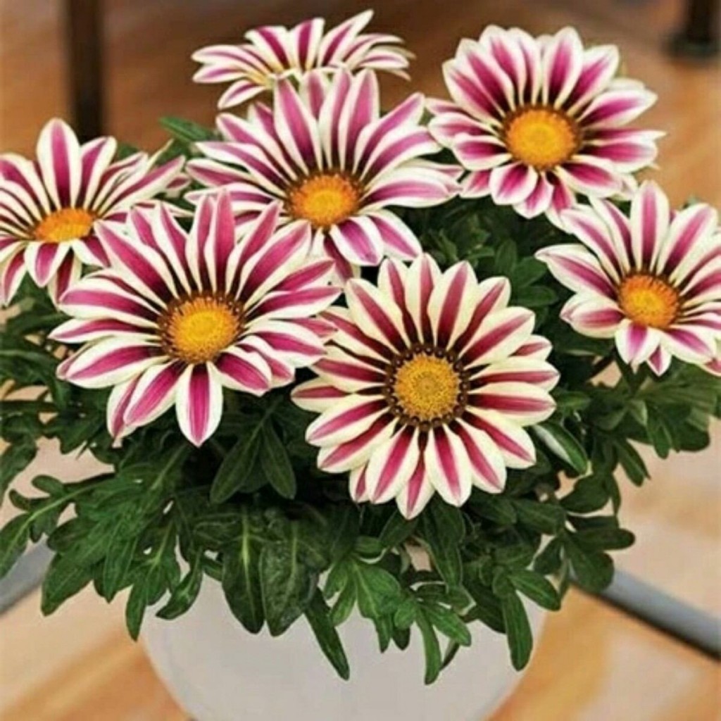 Gazania Ringens