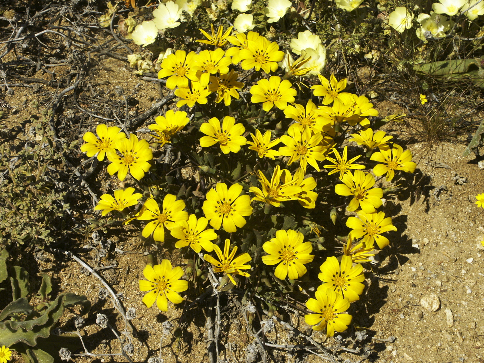 Gazania_lichtensteinii