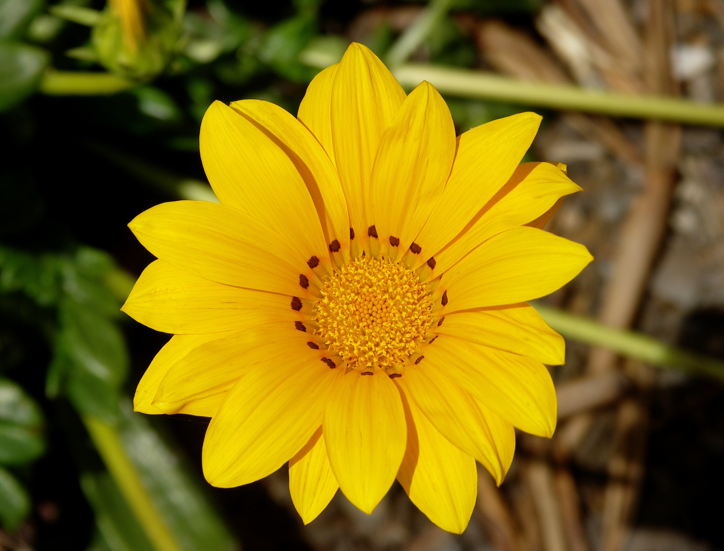 Gazania_rigens-1