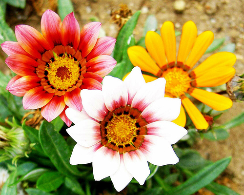 Gazanias-1