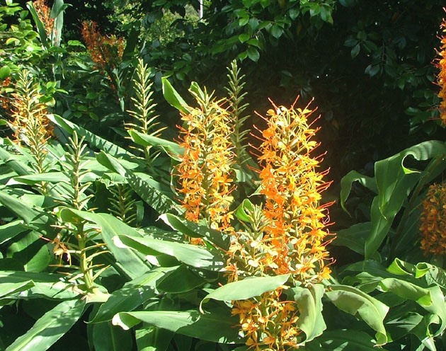 Gengibre-de-kahili (Hedychium Gardnerianum)1