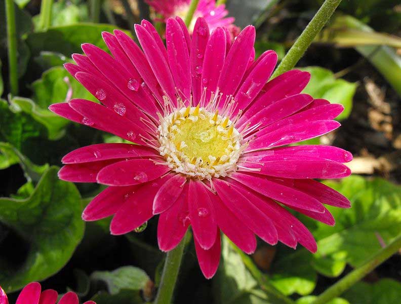 Gerbera jamesonii