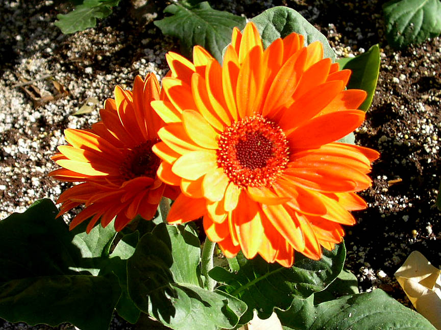 Gerbera jamesonii3