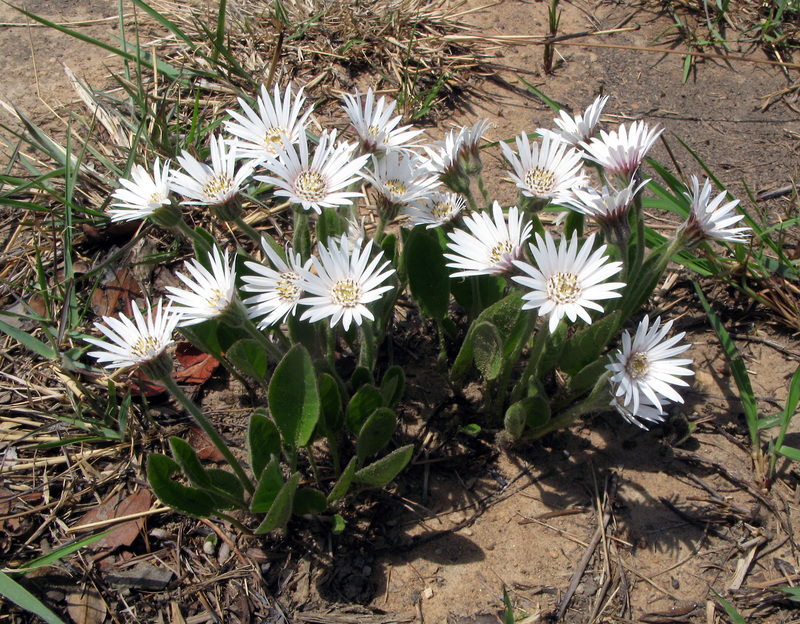 Gerbera viridifolia