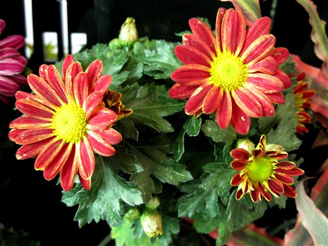 Gerbera_Hybrida l)