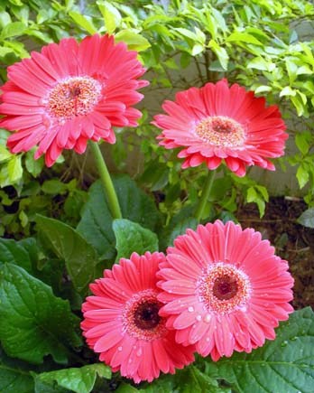 Gerberas