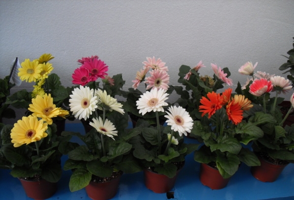 Gerberas