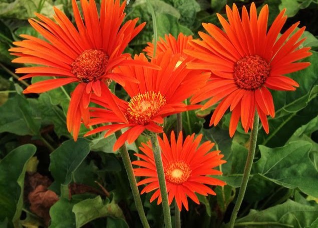 Gerberas4