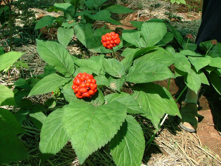 Ginseng