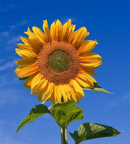 Girassol (Helianthus annuus)