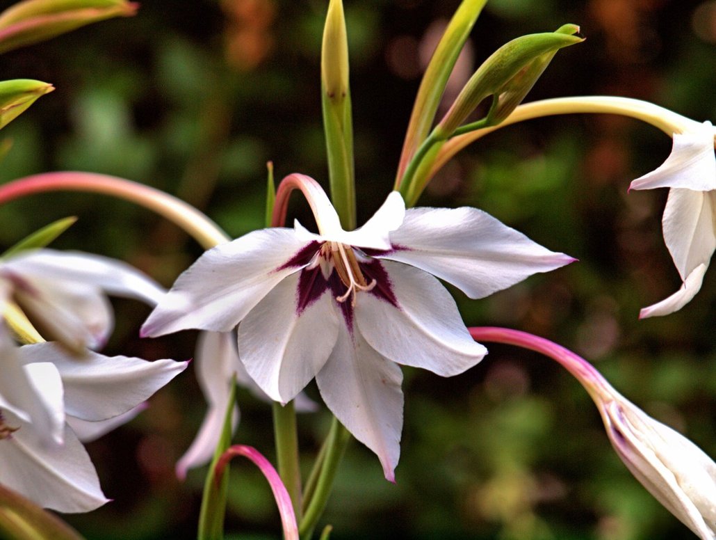 Gladiolus Murielae11