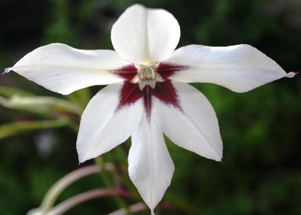 Gladiolus Murielae4