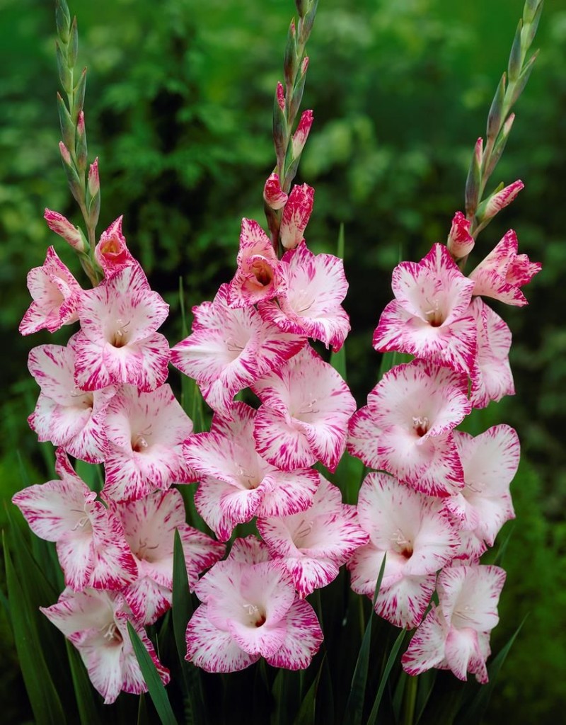 Gladiolus hortulanus