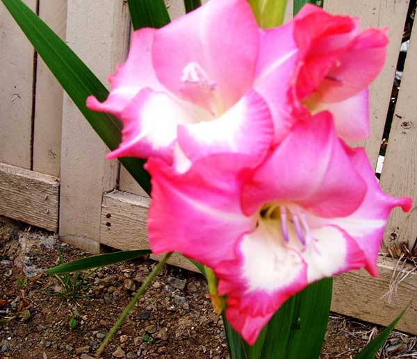 Gladiolus hortulanus1