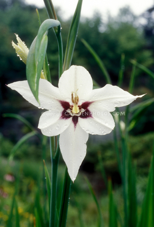 Acidanthera bicolor