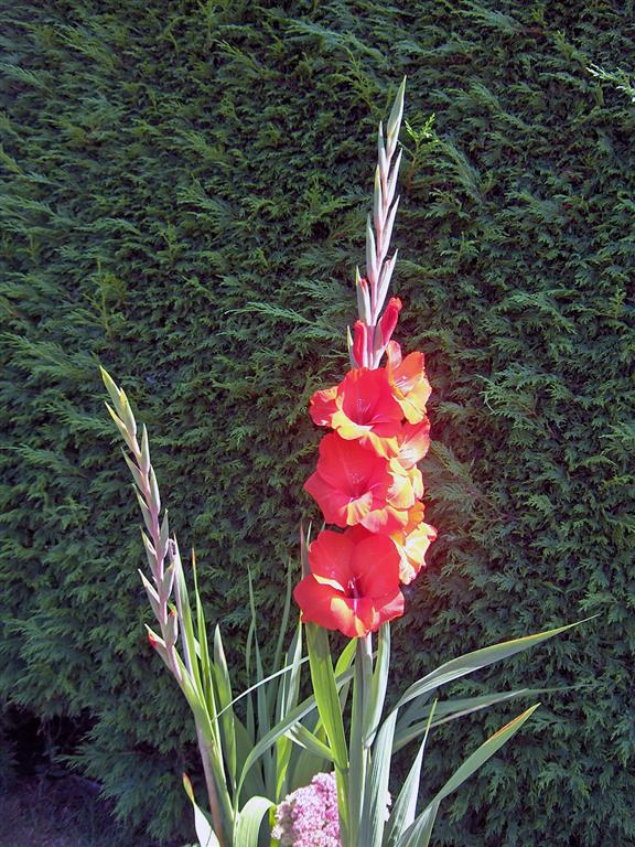 Gladiolus