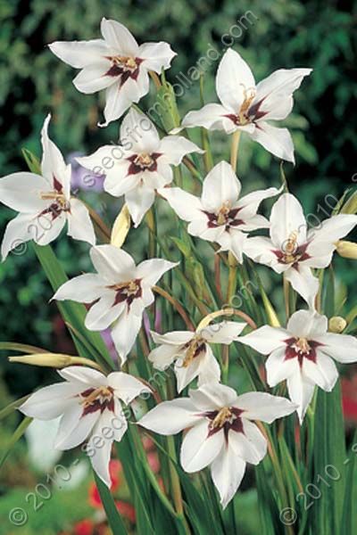 Gladiolus_Callianthus