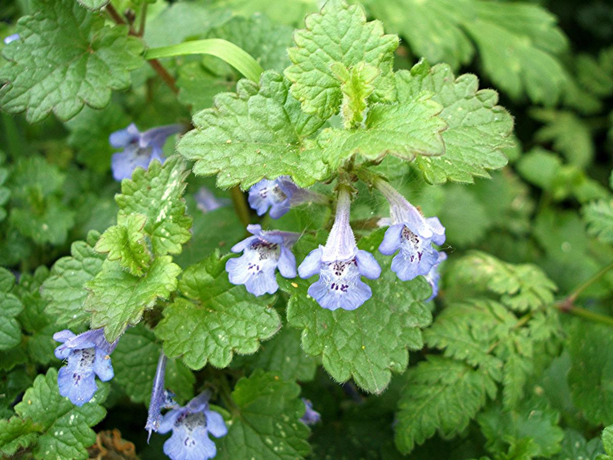 Glechoma Hederacea