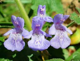 Glechoma Hederacea_ll