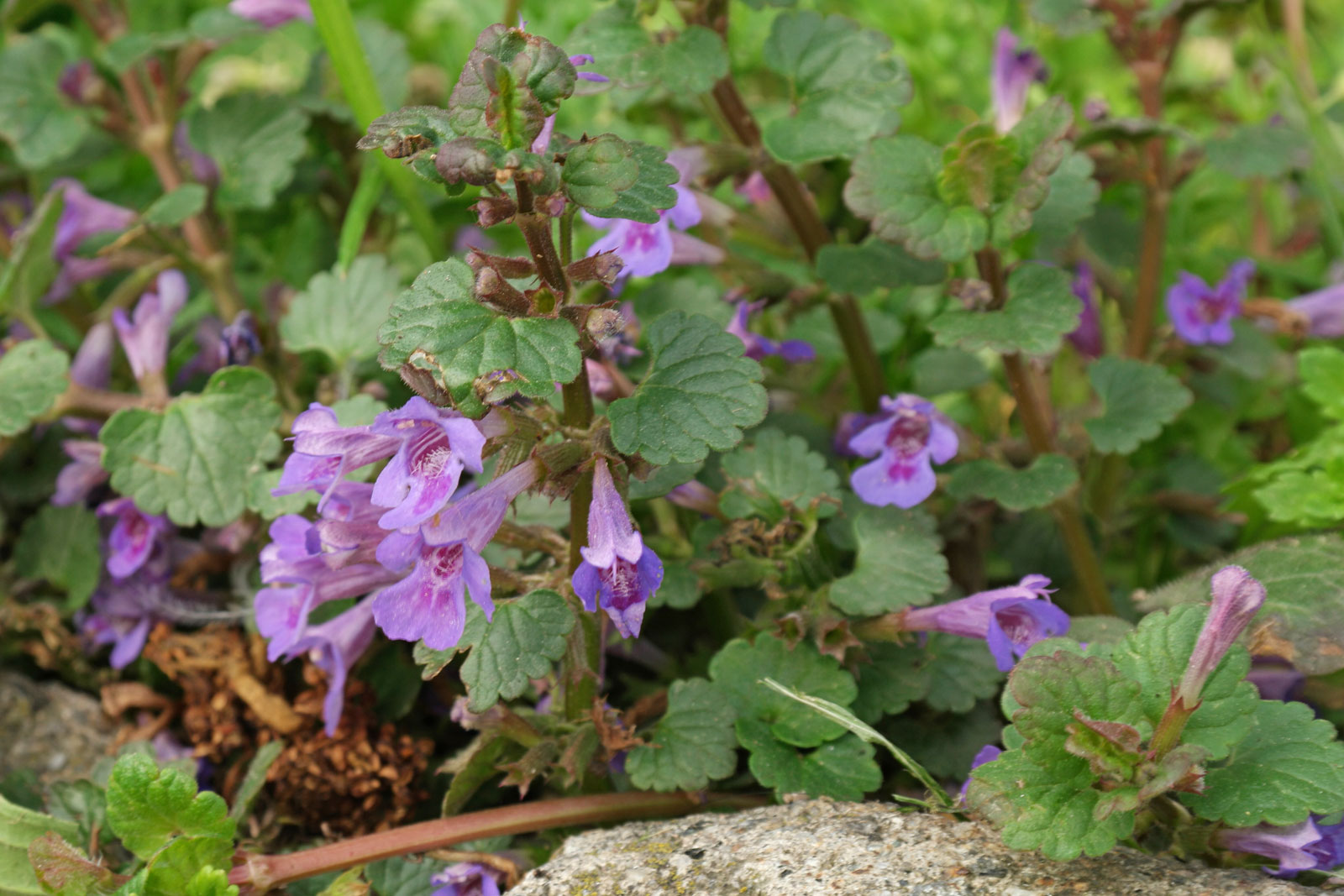 Glechoma-hederacea-1