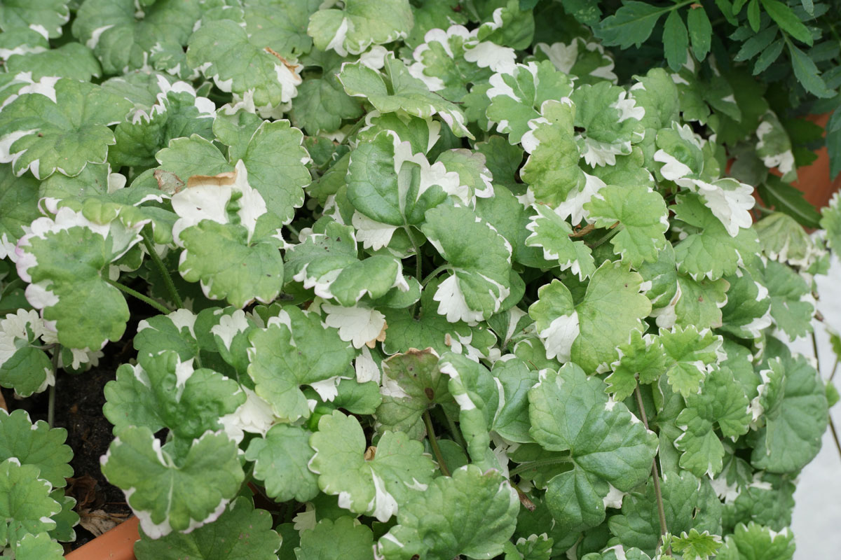 Glechoma-hederacea-Variegata